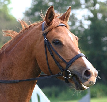 hunt seat style bridles