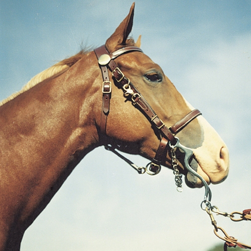 Tucker Halter Bridle Combo