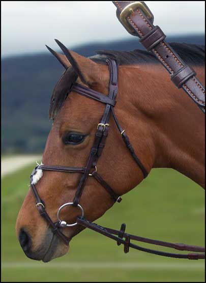 Mexi-Grackle Bridle