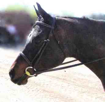 hunt seat style bridles
